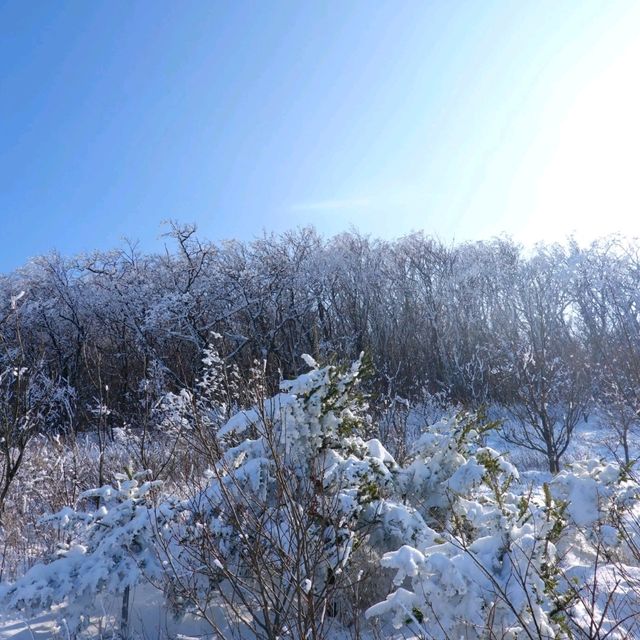 평창 백두대간 선자령, 놀라운 눈꽃의 아름다움