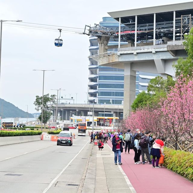 東涌觀景山睇樱花🌸