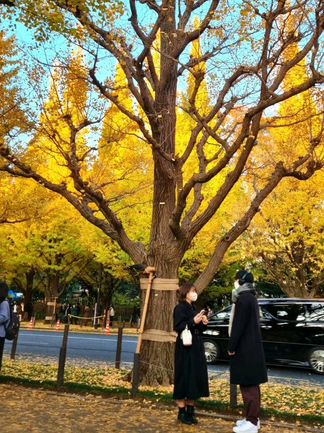 BEEN THERE, DONE THAT, AUTUMN IN JAPAN