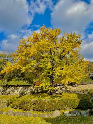 Miryang Pyochungsa Temple where you can enjoy autumn ginkgo trees