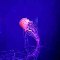水母主打～墨田水族館