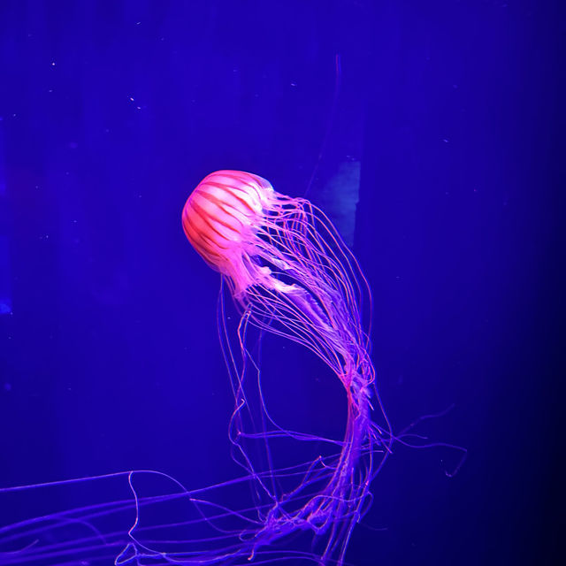 水母主打～墨田水族館