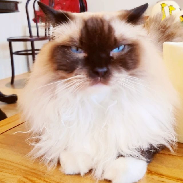 Ragdoll kitty galore