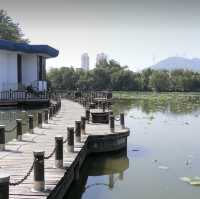 盛開的荷花🪷世界～洪湖公園