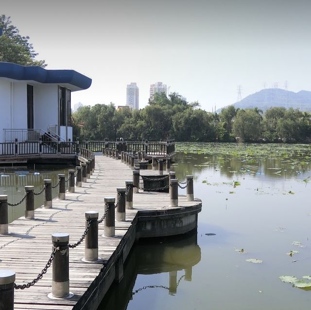 盛開的荷花🪷世界～洪湖公園