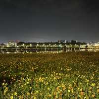 밤에 산책하기 좋은 대전 한밭수목원
