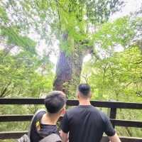 桃園景點｜拉拉山神木群步道