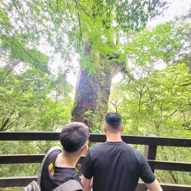 桃園景點｜拉拉山神木群步道