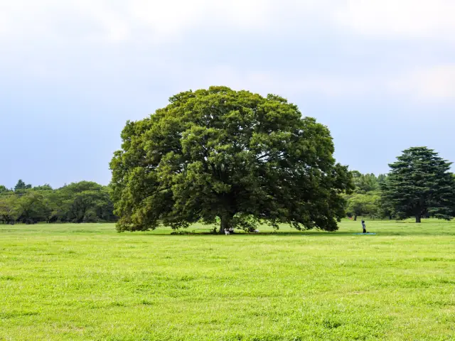 【東京都】東京で森林浴:国立昭和記念公園🌳