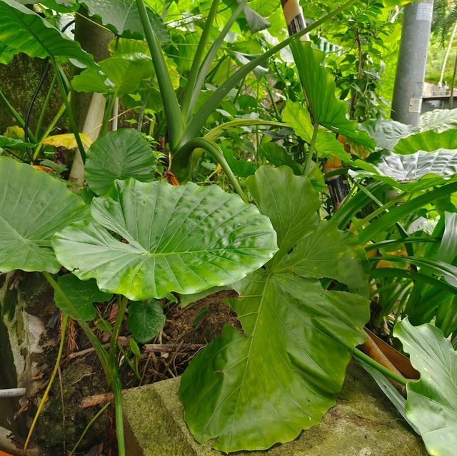 台北-爬劍潭山去囉🌿圓山風景區（健康森林步道）