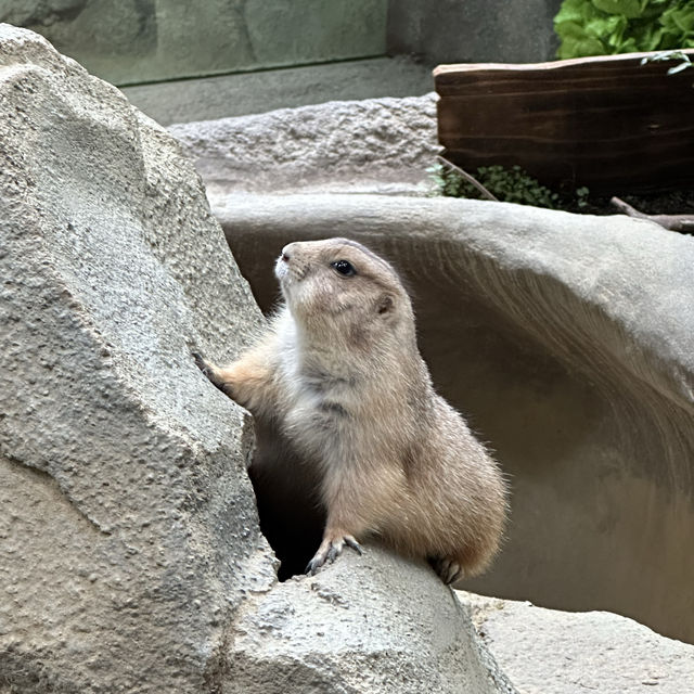 神戶動物王國🐶🐱🐰🐷🐻🦊🐯🐷🐒🐧🦉🐴🐢🐍🐪🦘🦜🦦🐿️🦫🦥🦝