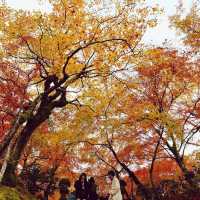 嵐山秋色最美，常寂光寺最動人