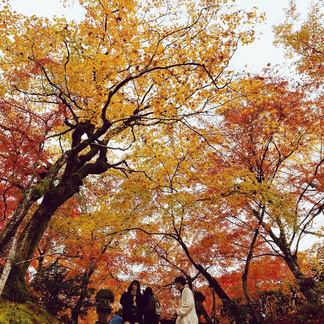 嵐山秋色最美，常寂光寺最動人