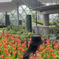 Miracle of Natural  ดอกไม้เมืองหนาว 💐