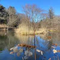 Kumoba Pond: Nature's Tranquil Symphony! 🌲✨