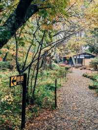 🇯🇵日本東北👣 秋田縣角館武家屋敷🍁