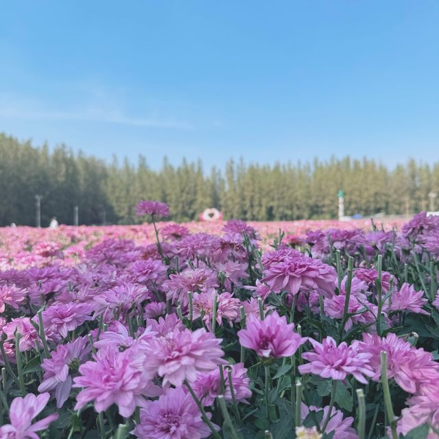 ชี้เป้าจุดถ่ายรูปฟรี!! สวนเบญจมาศชมพูกว้าง ใกล้กทม