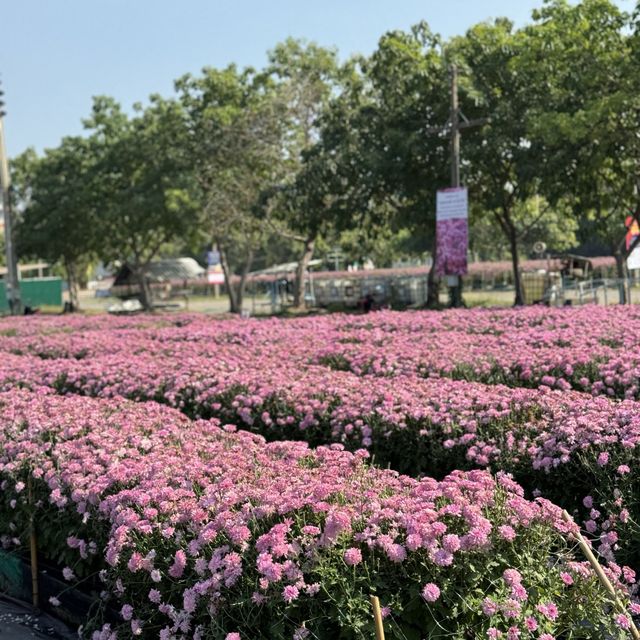 ชี้เป้าจุดถ่ายรูปฟรี!! สวนเบญจมาศชมพูกว้าง ใกล้กทม