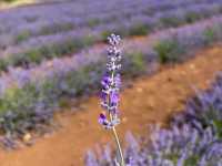 Chasing lavender fields