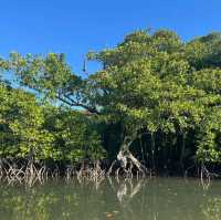 Mangrove in Japan Southern Island Ishigaki