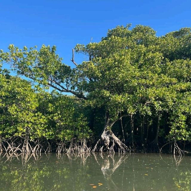 Mangrove in Japan Southern Island Ishigaki