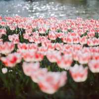 【東京】「昭和記念公園」が春の最強スポットすぎる🌸