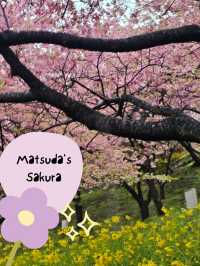 ซากุระบาน เมือง Matsuda