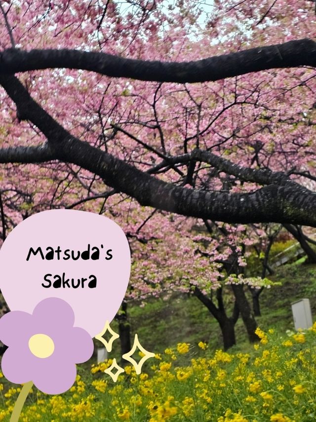ซากุระบาน เมือง Matsuda