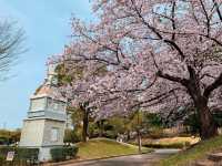 ชมดอกซากุระ ที่สวนสาธารณะเมืองชิริว ไอจิ🌸