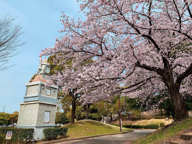 ชมดอกซากุระ ที่สวนสาธารณะเมืองชิริว ไอจิ🌸