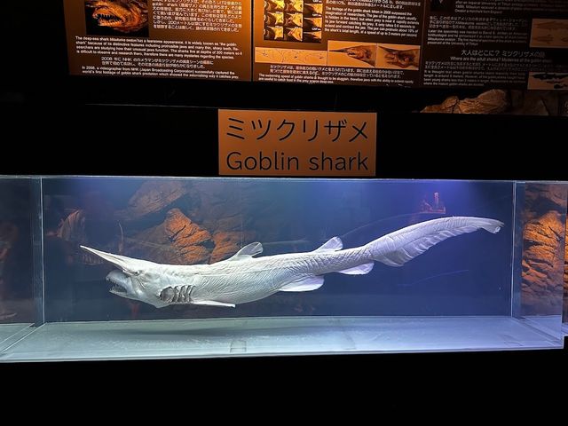 Okinawa Churaumi Aquarium 