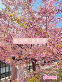 【京都】京都市内で一番早くお花見が出来る人気スポット