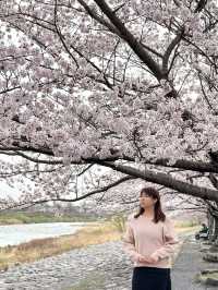 Spring in Arashiyama