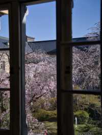 【京都×桜】ホントは教えたくない🙅日本最古の官公庁建造物と中庭の桜🌸
