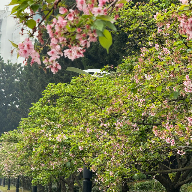 SAKURA.......CHIANGKAI-SHEK TAIPE 🌸