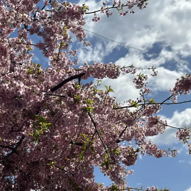 Sakura by Kamo River