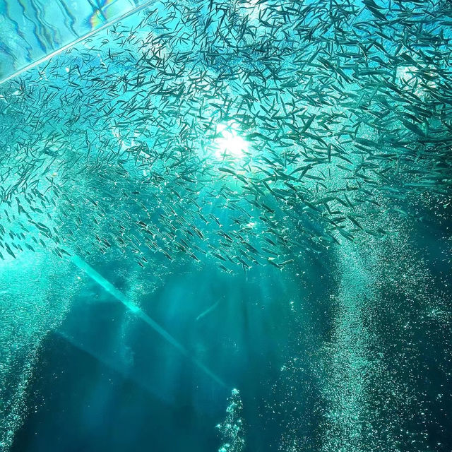 【鳥羽水族館】海底奇景～視覺與味覺的雙重饗宴