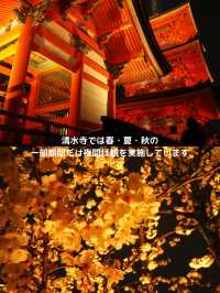 【京都 東山】約1週間限定🌸春の夜間拝観で見る清水寺の桜