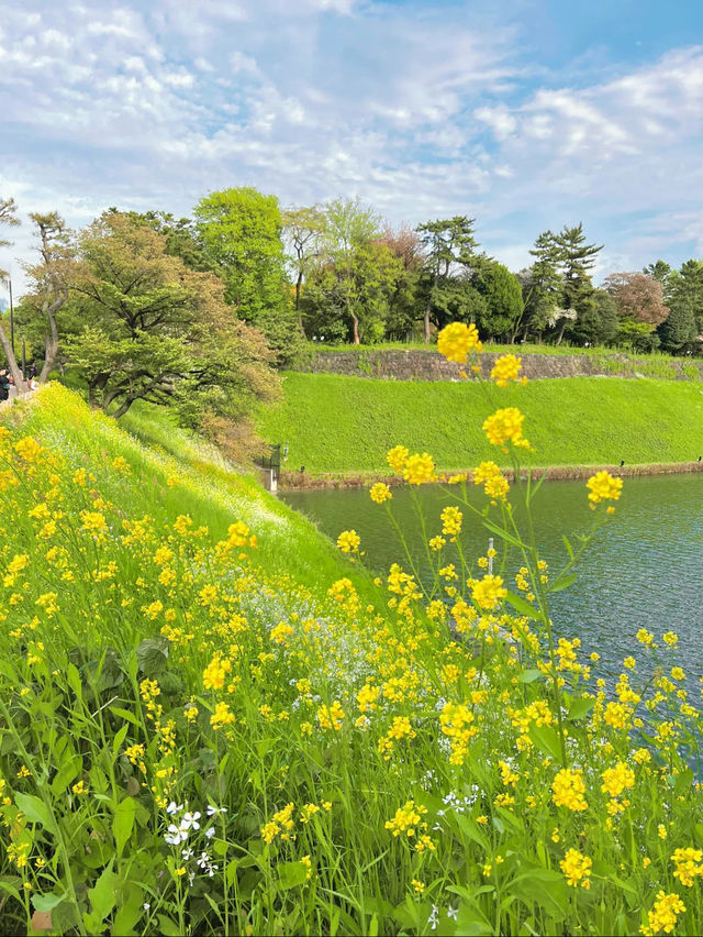 【東京】東京タワーも見れちゃう🤍千鳥ヶ淵でお花見さんぽ