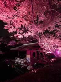 【桜が満開の今オススメ！🌸】八芳園の桜ライトアップがとても綺麗！✨
