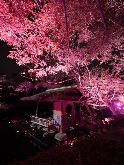 あつ&さま専用（原画）夜更けの桜が咲く頃 ほか　4点おまとめ Tsuruma Park Cherry Blossom in full bloom Light-up 2024/4/2