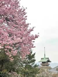 【京都】枝垂れ桜とプロディクションマッピングが同時に見れる庭園