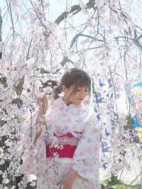 🇯🇵日本八阪神社🌸2024櫻花盛開😍🩷人像篇