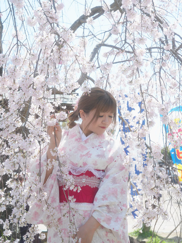 🇯🇵日本八阪神社🌸2024櫻花盛開😍🩷人像篇
