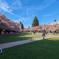 Cherry Blossoms in Seattle