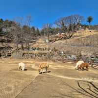 Alpaca World in Seoul