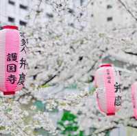 🌸Edogawabashi Park, Bunkyo, Tokyo 東京 