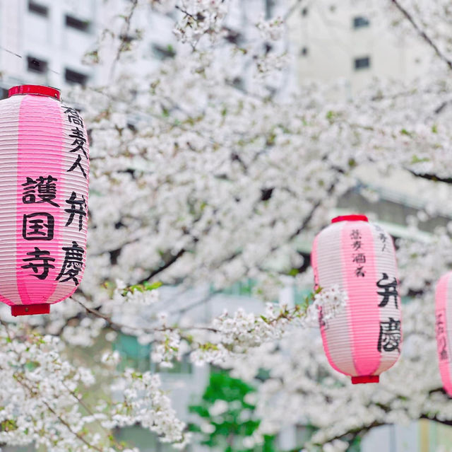 🌸Edogawabashi Park, Bunkyo, Tokyo 東京 
