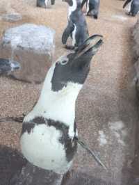 京都駅から歩いて行ける水族館