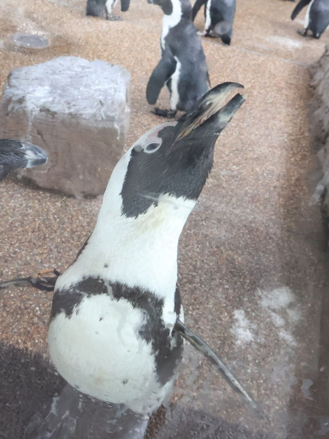 京都駅から歩いて行ける水族館